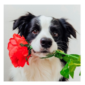 Алмаз. мозаика (блест.) 20х20 см, на картоне, с част. зап. (17цв) Щенок бордер-колли