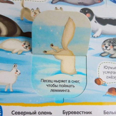 Виммельбух с окошками. Животные Виммельбух с окошками. Животные