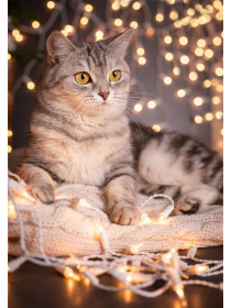 Холст с красками 30х40 см по номерам в коробке (30цв.) Кошка с гирляндой