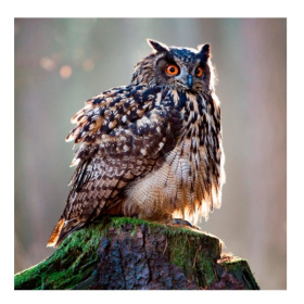 Алмаз. мозаика (блест.) 20х20 см, на картоне, с част. зап. (20цв) Взъерошенный филин