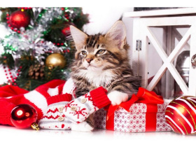 Холст с красками 40х50 см по номерам (21 цв.) Новогодний кот Холст с красками 40х50 см по номерам (21 цв.) Новогодний кот