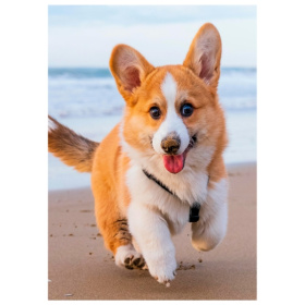 Алмаз мозаика (блест.) 17х22 см, с подр., с полным заполн. (20цв) Корги на пляже
