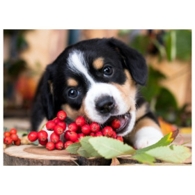 Алмаз. мозаика (класс.) 17х22 см,на картоне, с част. заполн.(26цв.) Щенок с рябиной