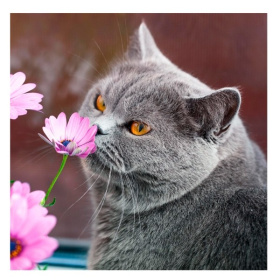 Алмаз. мозаика (класс.) 20х20 см, на картоне, с част. зап. (18цв) Серый кот с цветком