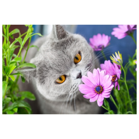 Алмаз мозаика (класс.) 17х22 см, с подр., с полным заполн. (20цв) Серый кот в цветах